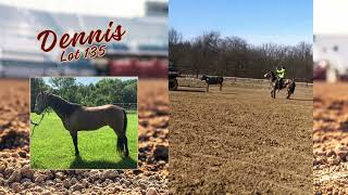 Dennis  Kalona Sales Barn Inc 6324 Horse amp Pony Special [upl. by Alenas]