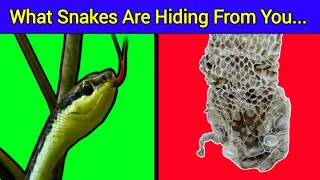 Why Do Snakes Shed Their Skin  What is Ecdysis Process [upl. by Akcire519]