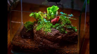 Carnivorous plant moss terrariums diy tutorial carnivorousplants terrarium [upl. by Dorelia]