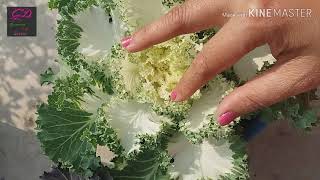 ornamental cabbage  ornamental cabbage care  ornamental cabbage kale [upl. by Collier]