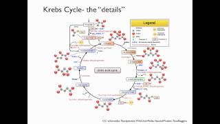 Krebs cycle [upl. by Odama]