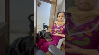 Rottweiler Bubzee Ne Dadi Ko Kaatne Ki Kashish Kari shorts dogs Rottweiler youtubeshorts trend [upl. by Acissaj]