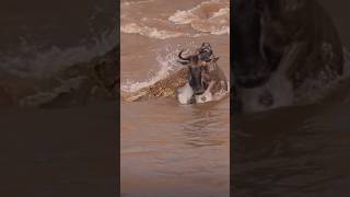 Wildebeests Escaped from Predators wildebeests animallover crocodile wildlife animals nature [upl. by Parthinia575]