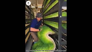 Growing Fodder in an Indoor Hydroponic Farm 😮  shorts [upl. by Macintosh]