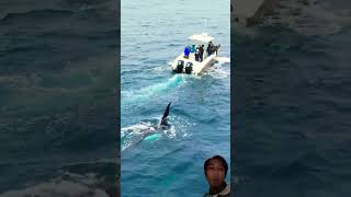 Incredible Moment Orcas Follow Fishing Boat – Are They Curious WhaleEncounter [upl. by Tica]