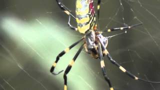 Joro Spider Nephila clavata feeding [upl. by Adneral]