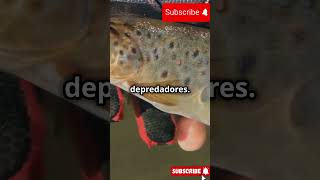 Como elegir la línea para pescar pesca [upl. by Lorre630]