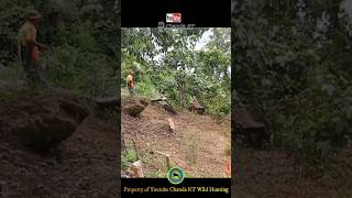 THE REAL  WILD BOAR VS DOGS amp HUNTER hunting wildboar berburu shortsfeed pestcontrol shorts [upl. by Adnaluoy]