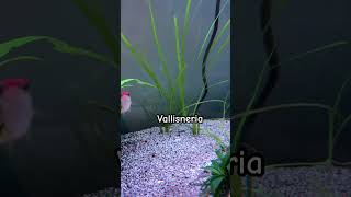 Vallisneria Aquarium Plant [upl. by Nichol]