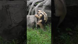 A pyramid of anteaters socute cuteanimals anteater funnyshorts [upl. by Nylrebmik]