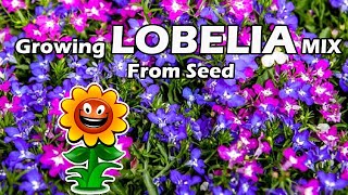 Growing Lobelia Mix From Seed  Lobelia Seeds How To Grow [upl. by Meehahs]