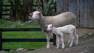 Agro Saúde e Cooperação  Produtos Derivados da Ovinocultura [upl. by Flemming633]