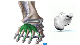 9DORSUM OF THE FOOT [upl. by Kalikow]