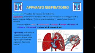 Test Medicina 2022 Biologia  Anatomia e Fisiologia degli animali e delluomo Parte 1 [upl. by Aletha]