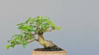 Bonsai Ligustro Sinense 6 Anos Masterpiece [upl. by Arit]