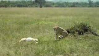 Cheetah and 5 cubs  impala kill [upl. by Terina638]