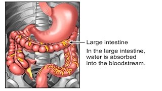 How Food Travels Through The Body Video  How Digestive System Works Animation Peristalsis Movement [upl. by Zamir]