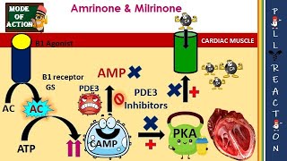 PDE3 Inhibitors MOA Cardiotonic Inhibits Platelet Aggregation Adverse effects [upl. by Oel]