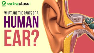 Anatomy of Ear  Animation  Extraclass [upl. by Randie156]