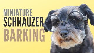 Miniature Schnauzer  The Most Exciting Sounds That Make Dogs React [upl. by Avraham580]