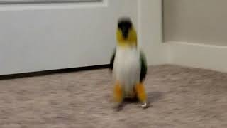 Izzy the Caique doing the Moonwalk Jumping and Hopping [upl. by Manlove]