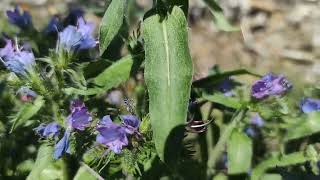 Lisičina Echium Vulgare [upl. by Anawyt]