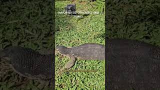 Ano ba ang ectothermic o cold blooded animals e animals reptiles watermonitor [upl. by Nina279]