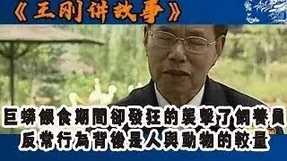 【王剛講故事】巨蟒在餵食期間卻發狂的襲擊了飼養員，反常行為背後是人與動物的較量 奇聞 懸疑 真相 [upl. by Obnukotalo]