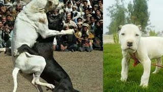 Fighter bully dog pets in pakistan [upl. by Nitsruk]