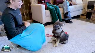 Are Norwegian Elkhounds Trainable  Fenryss Puppy Training [upl. by Nomolos]