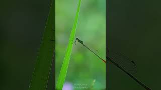 Damselfly insects macrophotography macrophoto nature macro animals wildlife [upl. by Mommy]