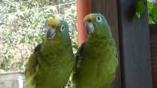 Amazon parrots sing opera  the phantom of the opera [upl. by Eejan]