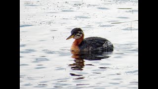 Rednecked Grebe Freiston Shore RSPB Lincolnshire 131024 [upl. by Andra138]