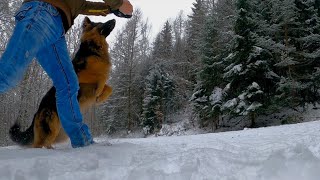 Schneeballschlacht auf der Enzianhütte in der Rhön Altdeutscher Schäferhund [upl. by Tudor661]