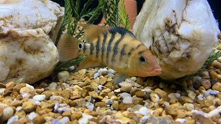 240 Gallon Mesoheros South American Cichlid Aquarium [upl. by Elbart]