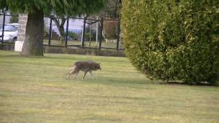 Coyote stalks and starts going in for attack on elderly lady and dog [upl. by Aihtenyc]