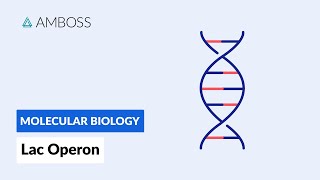 Prokaryotic Gene Regulation Lac Operon [upl. by Assiled]