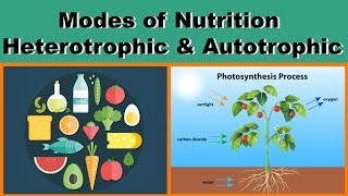 Modes of Nutrition  Heterotrophic amp Autotrophic  Biology  Science  Letstute [upl. by Alissa]