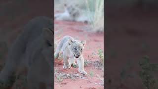 6 week old lion cubs on the reserve [upl. by Akiam159]