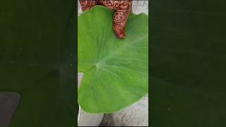 Home gardening ytshorts trending kaushal ytviral yt ytshort ytshortsindia ytshortsvideo fyp [upl. by Burg487]