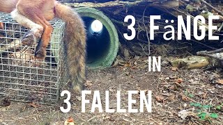 3 Fänge in 3 Fallen  Guter Start in die FallenjagdSaison [upl. by Madalena]