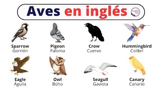 Aves en inglés y español [upl. by Onek]