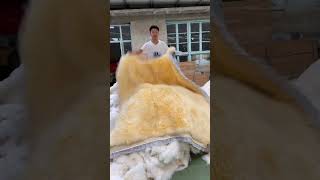 Mattress kang mat tatamimat pure sheep skin fur single student [upl. by Margaret327]