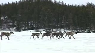 Woodland Caribou in Canadas Boreal Forest [upl. by Gnohp]