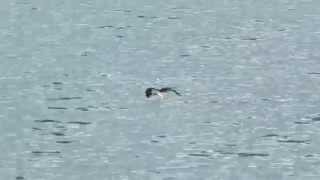 Angry Osprey attacks Whitebellied sea Eagle  Sungai Buloh Wetland Reserve [upl. by Atnahc]