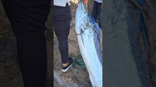 90Kg Sailfish only in one hand 😱😱 shorts fishing fish 4k trending [upl. by Iran]