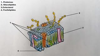 Como dibujar la Membrana Celular y sus partes 🔬 [upl. by Bradwell258]