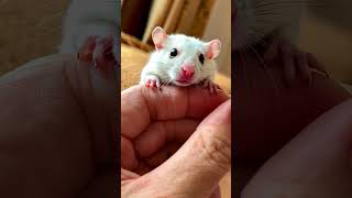 Adorable Baby Small White Rat – Cute Little Animal in This Video Short cute minianimals [upl. by Iak]