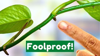 BEST Way To Propagate Pothos From Cuttings [upl. by Nonnad]