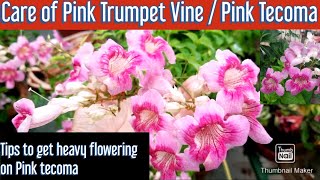 How to grow and care Pink Trumpet VinePink Tecoma Plant Tips to get heavy flowering on Pink Tecoma [upl. by Obmar]